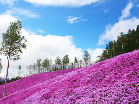 芝ざくらまつり